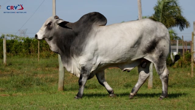 POTENTE KA