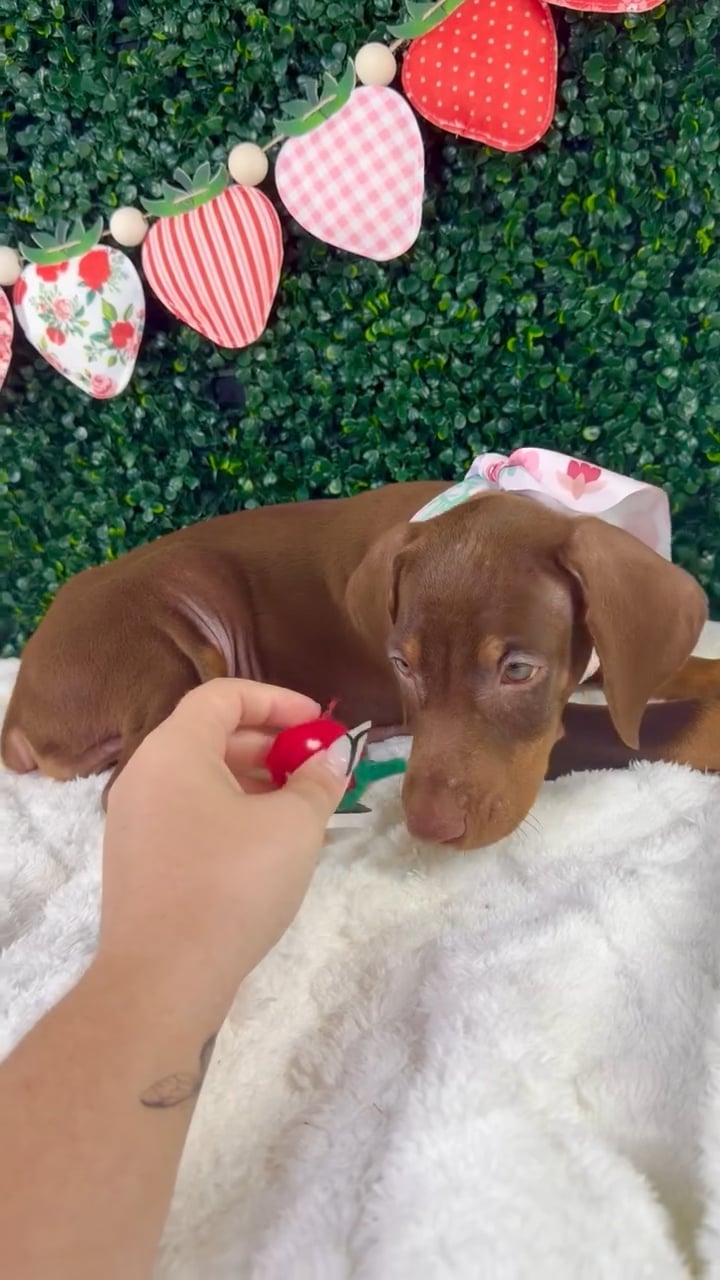 Female Doberman Pinscher puppy named Xena for sale at Puppy Dreams - Garland. video thumbnail