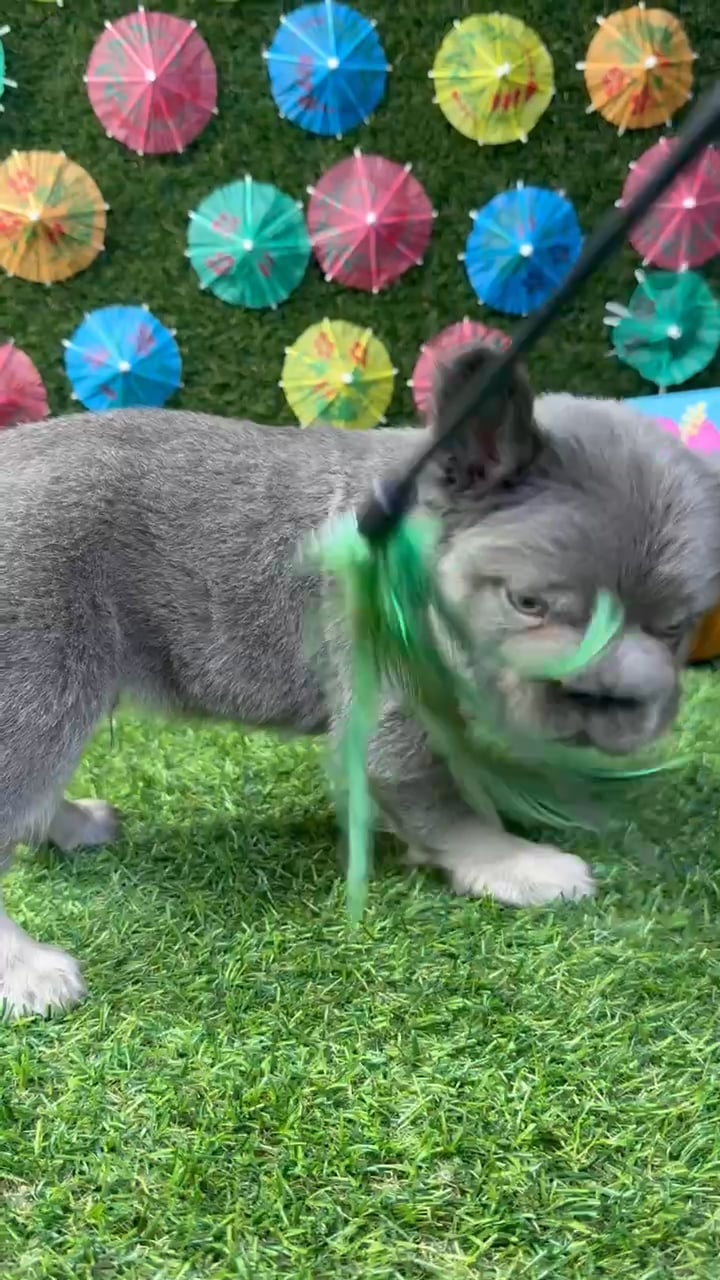 Male Fluffy French Bulldog puppy named Louie for sale at Puppy Dreams - Carrollton. video thumbnail