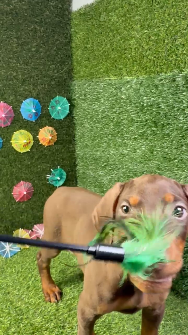 Female Doberman Pinscher puppy named Nova for sale at Puppy Dreams - Carrollton. video thumbnail