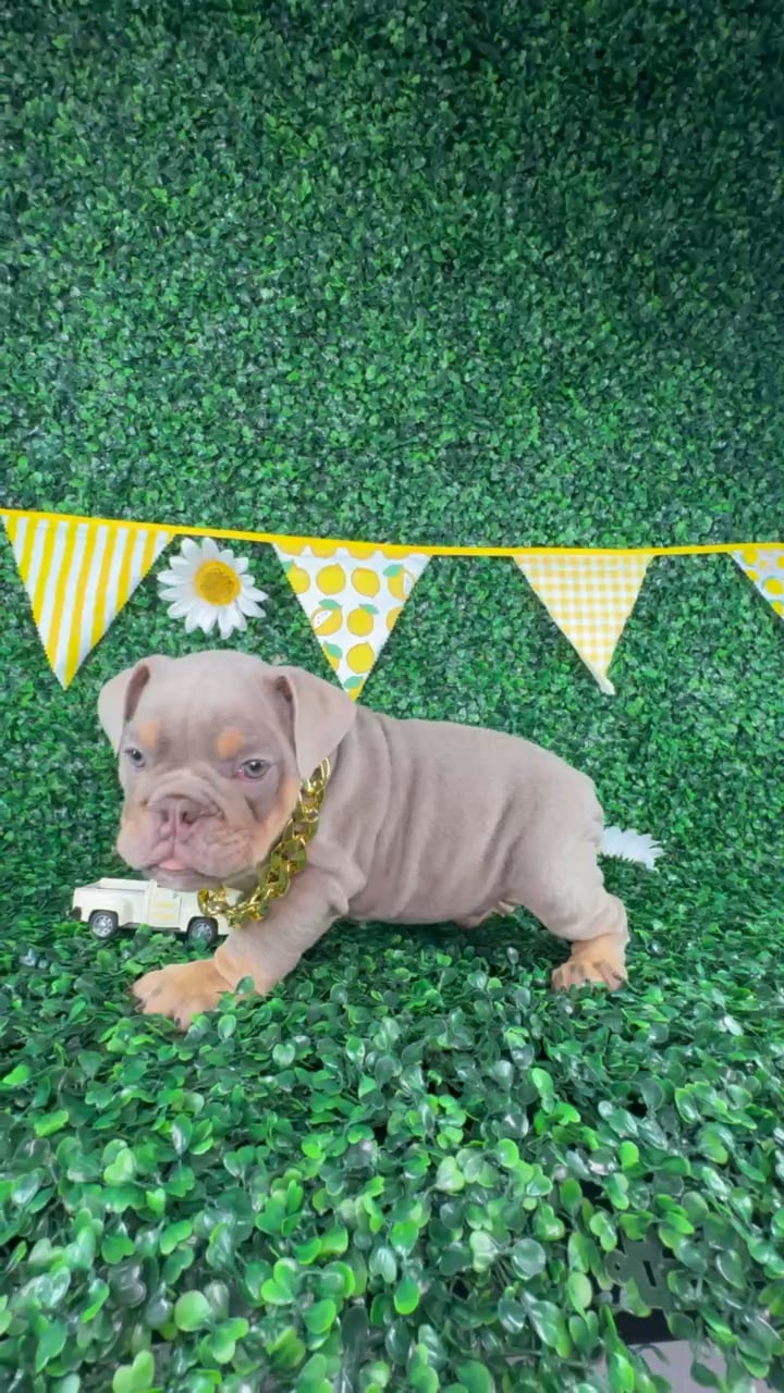 Male English Bulldog puppy named Tank for sale at Puppy Dreams - North Richland Hills. video thumbnail