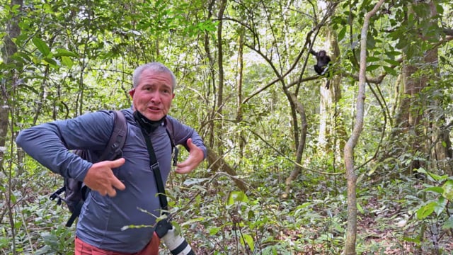 Uganda: Kibale Chimpanzee Trekking