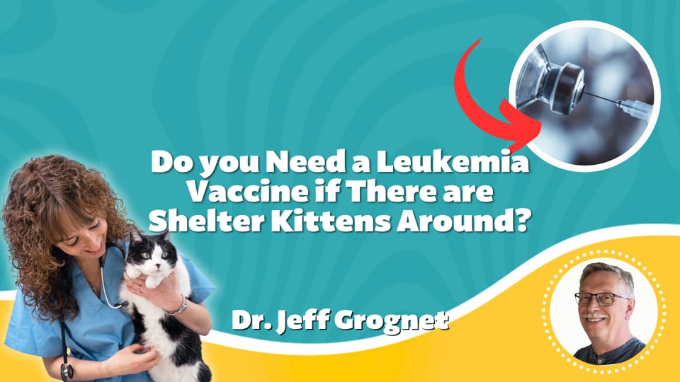 Do you need a Leukemia Vaccine if there are Shelter Kittens Around?
