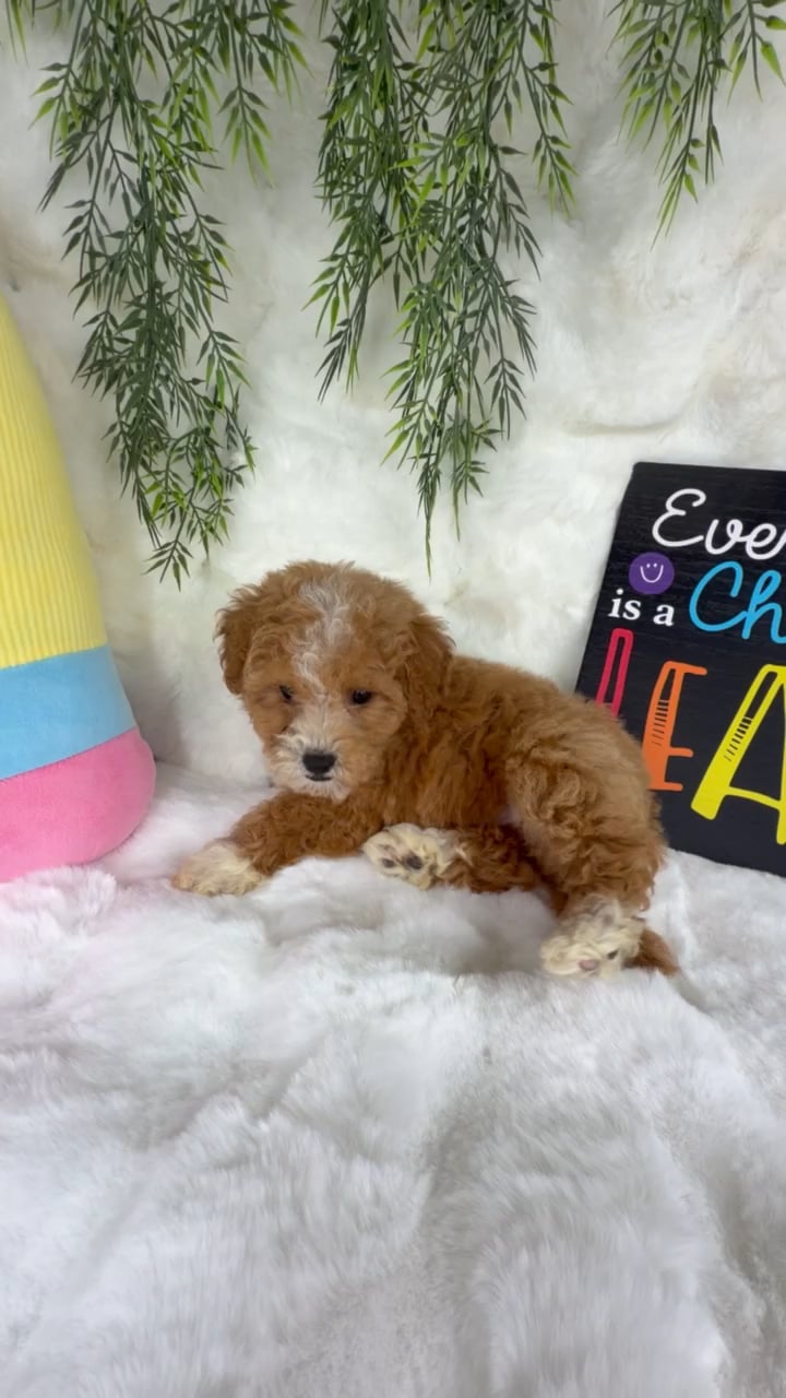 Female Bichon-Poodle puppy named Aggie for sale at Puppy Dreams - Denton. video thumbnail