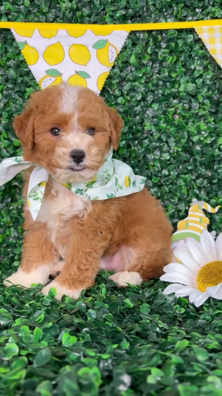 Male Bichon-Poodle puppy named Teddy for sale at Puppy Dreams - North Richland Hills. video thumbnail