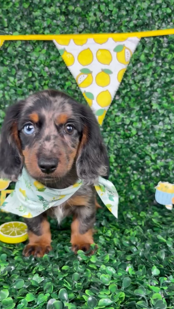 Male Dachshund puppy named Milo for sale at Puppy Dreams - North Richland Hills. video thumbnail