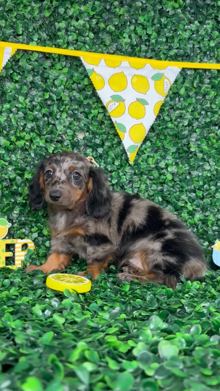 Female Dachshund puppy named Millie for sale at Puppy Dreams - North Richland Hills. video thumbnail