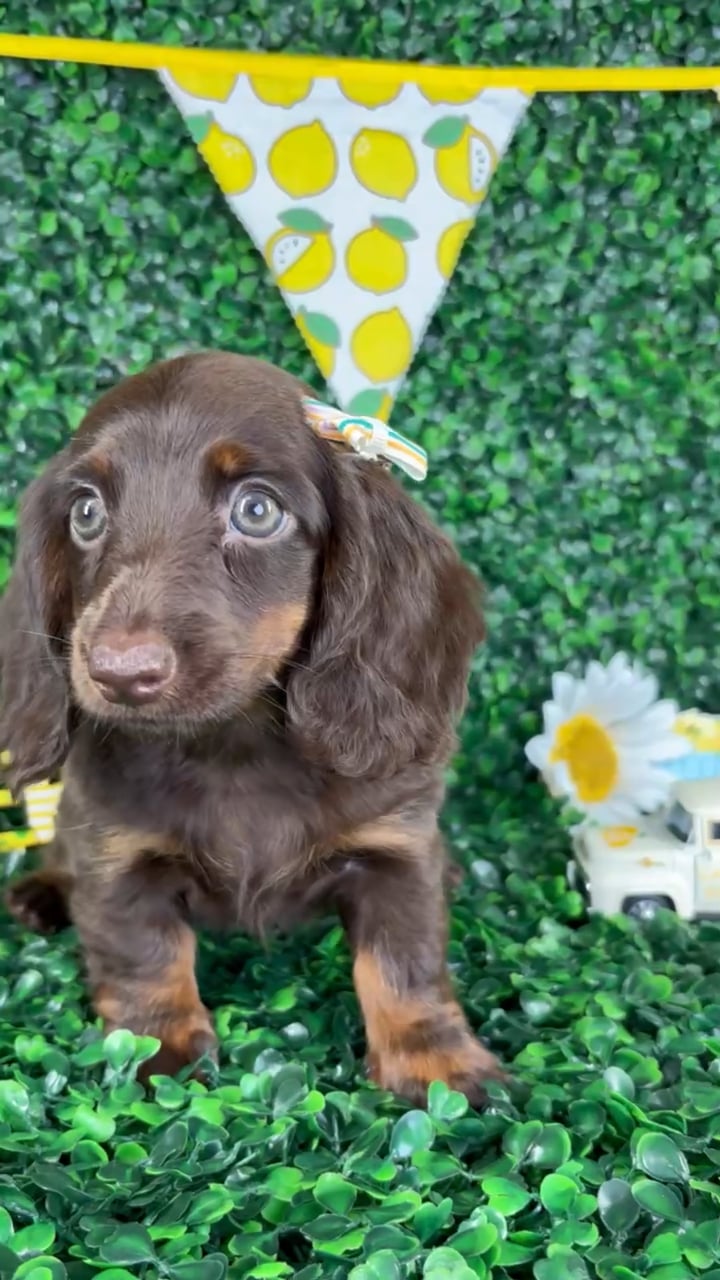 Female Dachshund puppy named Dulce for sale at Puppy Dreams - North Richland Hills. video thumbnail