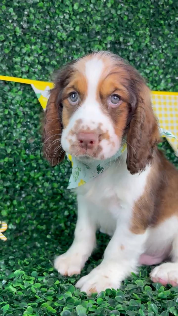Male English Springer Spaniel puppy named Archie for sale at Puppy Dreams - North Richland Hills. video thumbnail