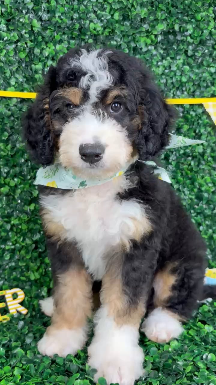 Male Bernedoodle puppy named Benny for sale at Puppy Dreams - North Richland Hills. video thumbnail