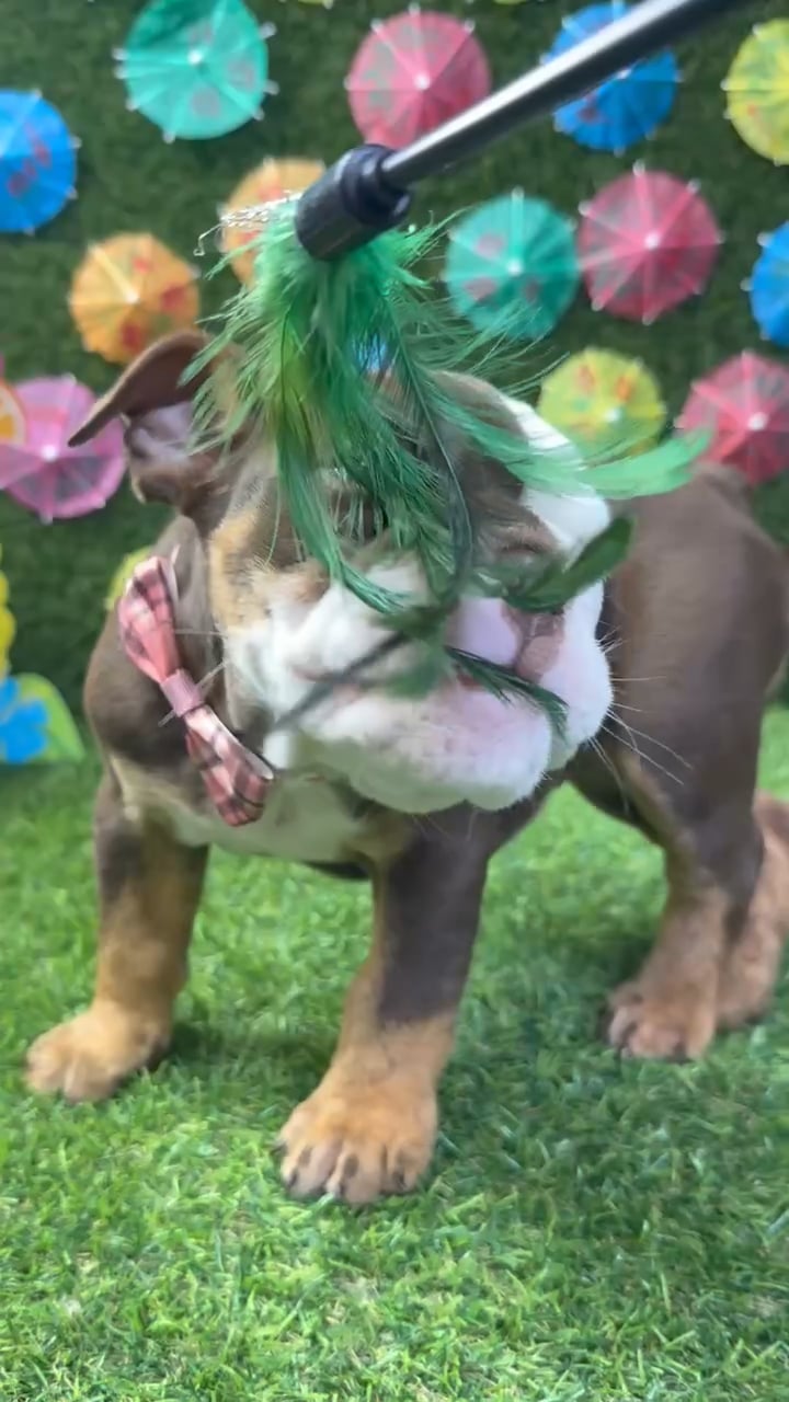 Female English Bulldog puppy named Bella for sale at Puppy Dreams - Carrollton. video thumbnail