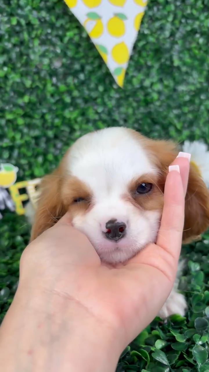 Male Cavalier King Charles Spaniel puppy named Ollie for sale at Puppy Dreams - North Richland Hills. video thumbnail