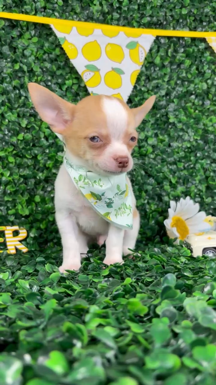 Male Chihuahua puppy named Louie for sale at Puppy Dreams - North Richland Hills. video thumbnail