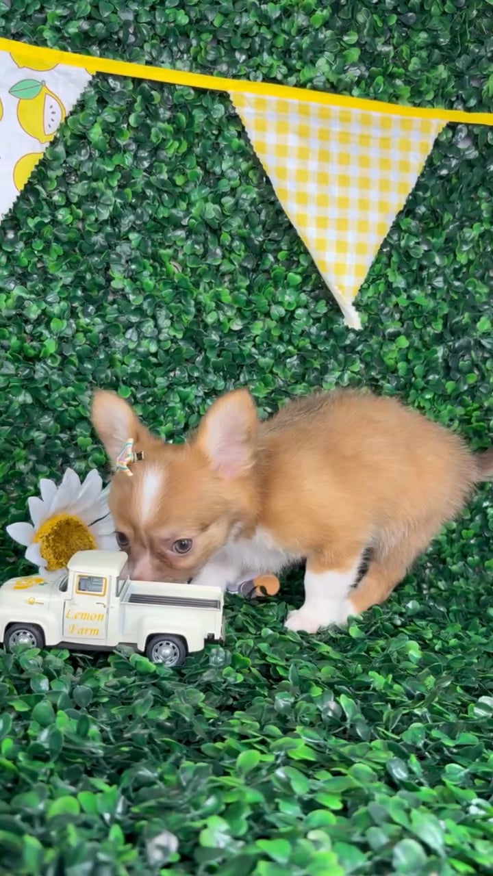 Female Chihuahua puppy named Olive for sale at Puppy Dreams - North Richland Hills. video thumbnail