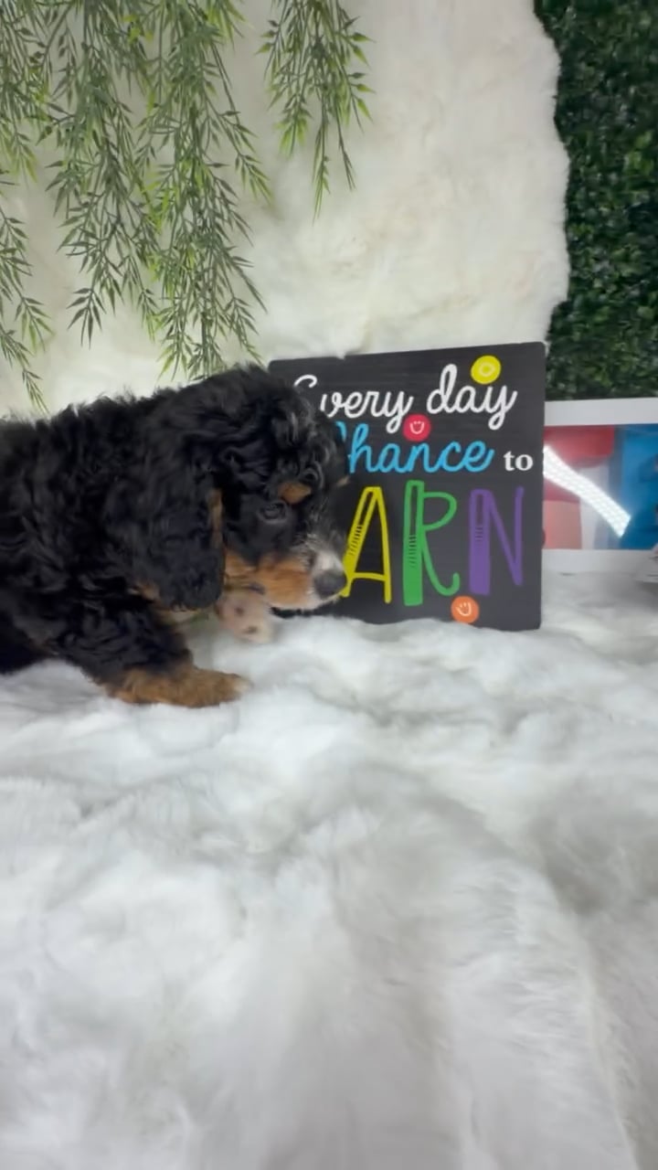 Male Bernedoodle puppy named Duke for sale at Puppy Dreams - Denton. video thumbnail