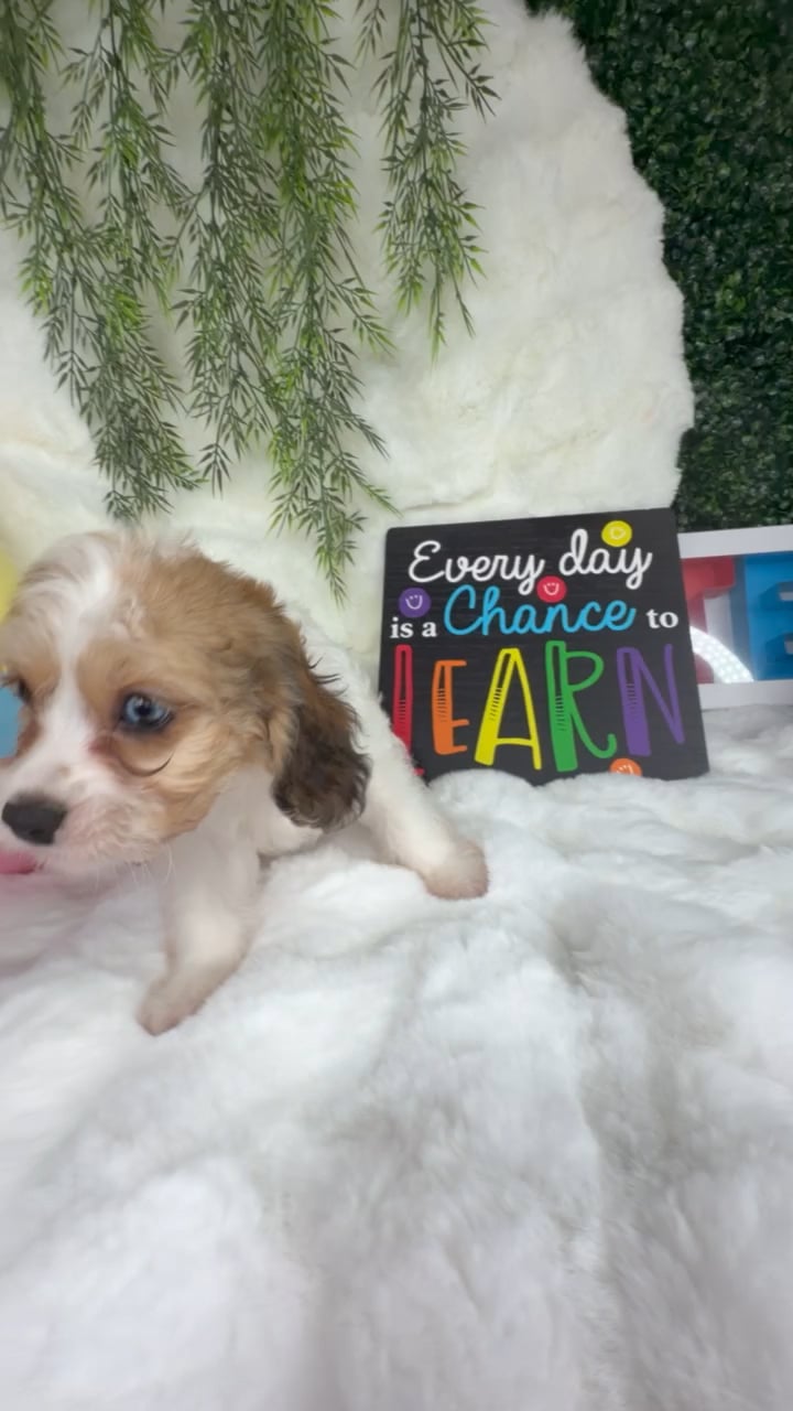 Female Cavachon puppy named Penn for sale at Puppy Dreams - Denton. video thumbnail