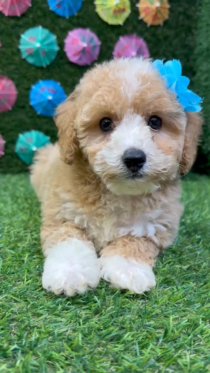 Female Bichon-Poodle puppy named Rose for sale at Puppy Dreams - Carrollton. video thumbnail