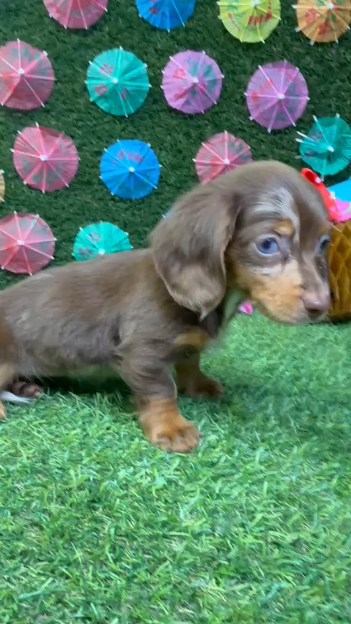 Female Dachshund puppy named Nala for sale at Puppy Dreams - Carrollton. video thumbnail
