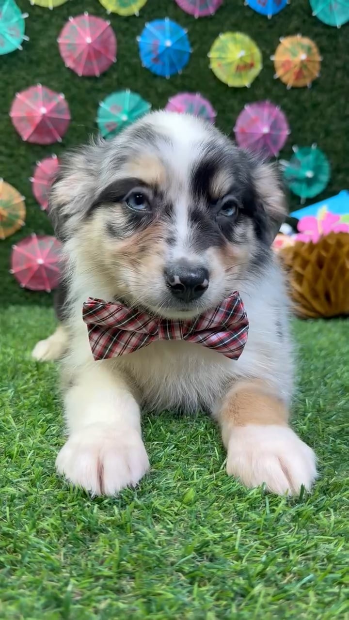 Male Australian Shepherd puppy named Enzo for sale at Puppy Dreams - Carrollton. video thumbnail