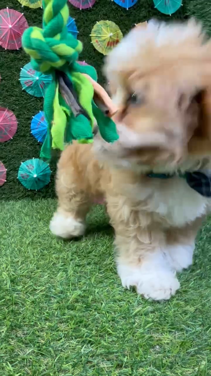 Male Lhasa-Poo puppy named Koda for sale at Puppy Dreams - Carrollton. video thumbnail
