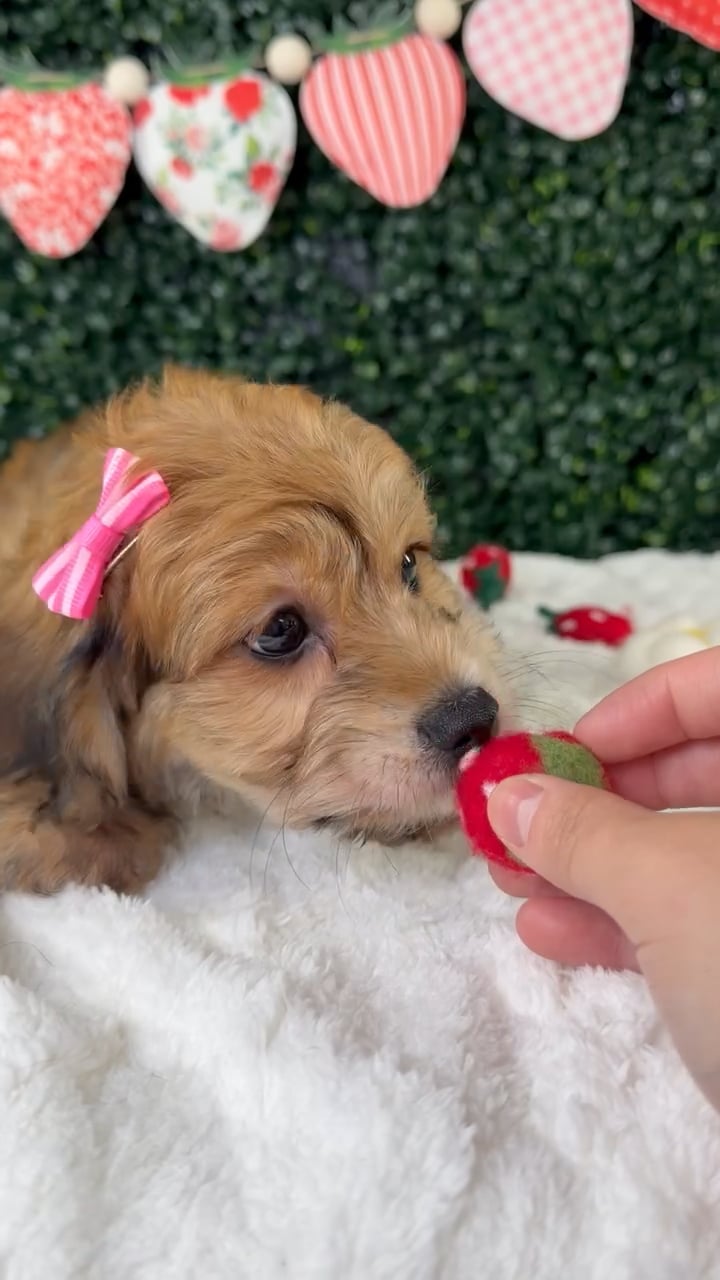 Female Yochon puppy named Mocha for sale at Puppy Dreams - Garland. video thumbnail