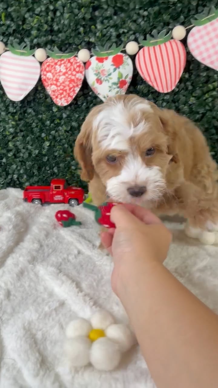 Female Cockapoo puppy named Daisy for sale at Puppy Dreams - Garland. video thumbnail