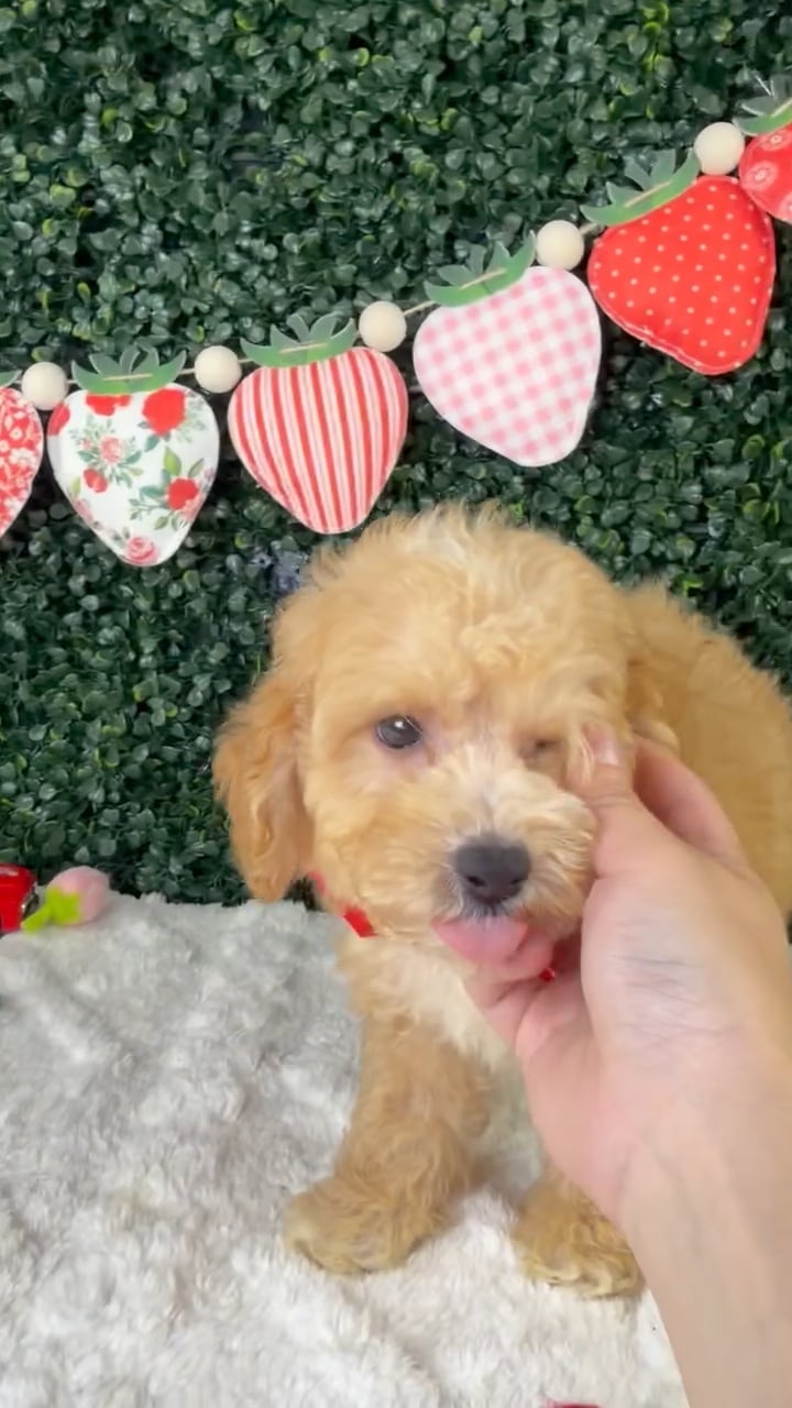 Male Bichon-Poodle puppy named Biscoff for sale at Puppy Dreams - Garland. video thumbnail