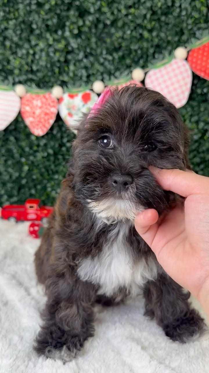 Female Lhasa-Poo puppy named Paris for sale at Puppy Dreams - Garland. video thumbnail