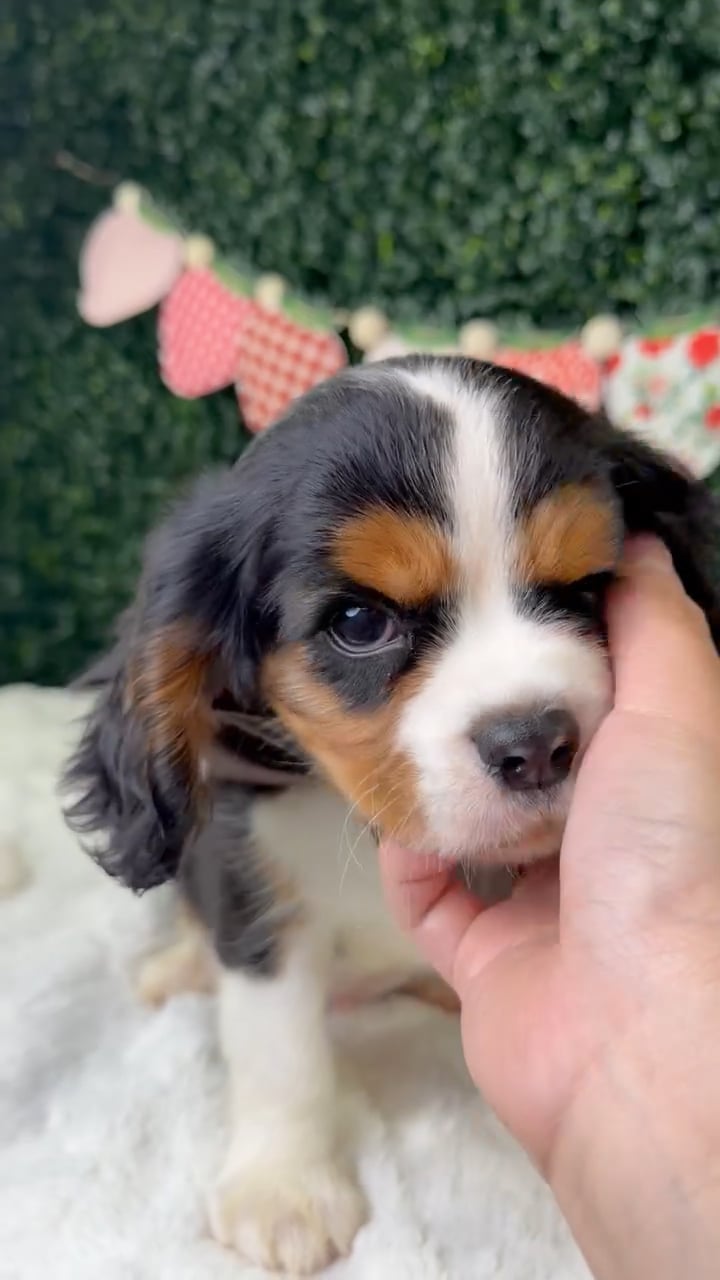 Male Cavalier King Charles Spaniel puppy named Charlie for sale at Puppy Dreams - Garland. video thumbnail