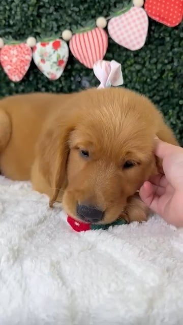 Female Golden Retriever puppy named Cinnamon for sale at Puppy Dreams - Garland. video thumbnail