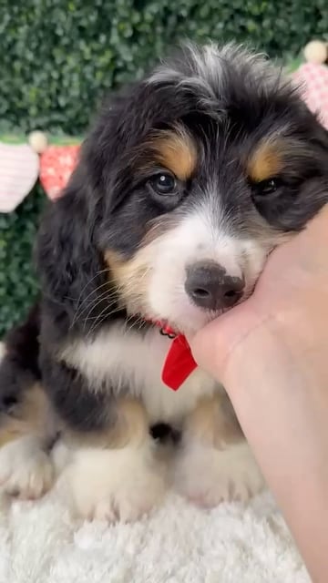 Male Bernedoodle puppy named Beethoven for sale at Puppy Dreams - Garland. video thumbnail