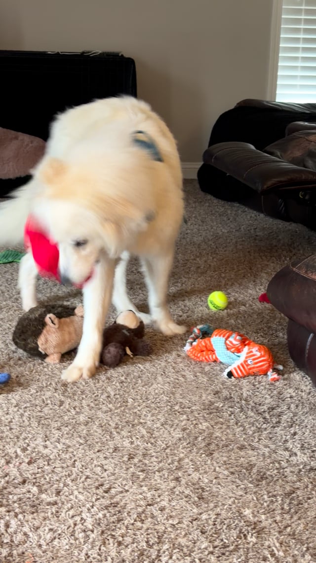 Enlarge Polar, a Adoptable Great Pyrenees in Hartland, WI video 6/6