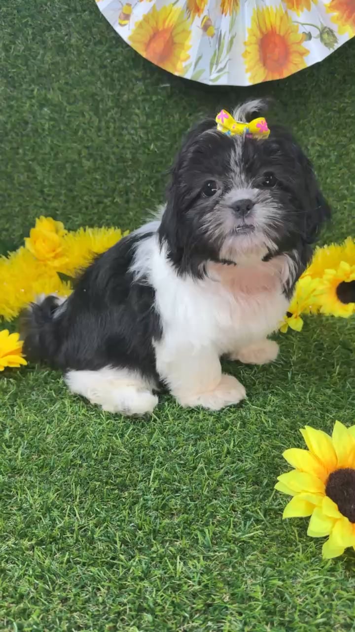 Female Shih Tzu puppy named Princess for sale at Puppy Dreams - Arlington. video thumbnail