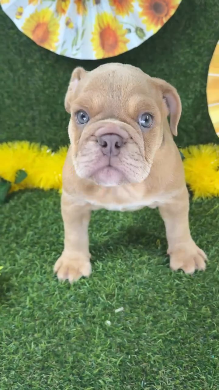 Female English Bulldog puppy named Pumpkin for sale at Puppy Dreams - Arlington. video thumbnail