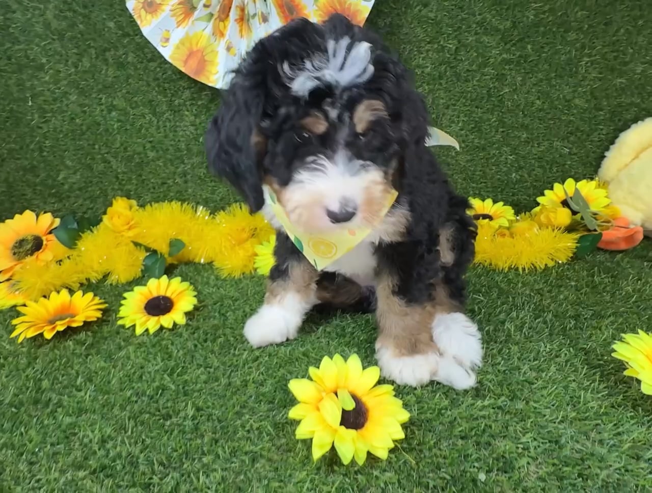 Male Bernedoodle puppy named Jack for sale at Puppy Dreams - Arlington. video thumbnail