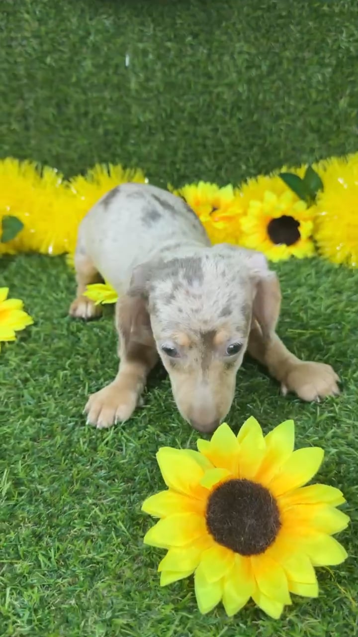Female Dachshund puppy named Lucy for sale at Puppy Dreams - Arlington. video thumbnail