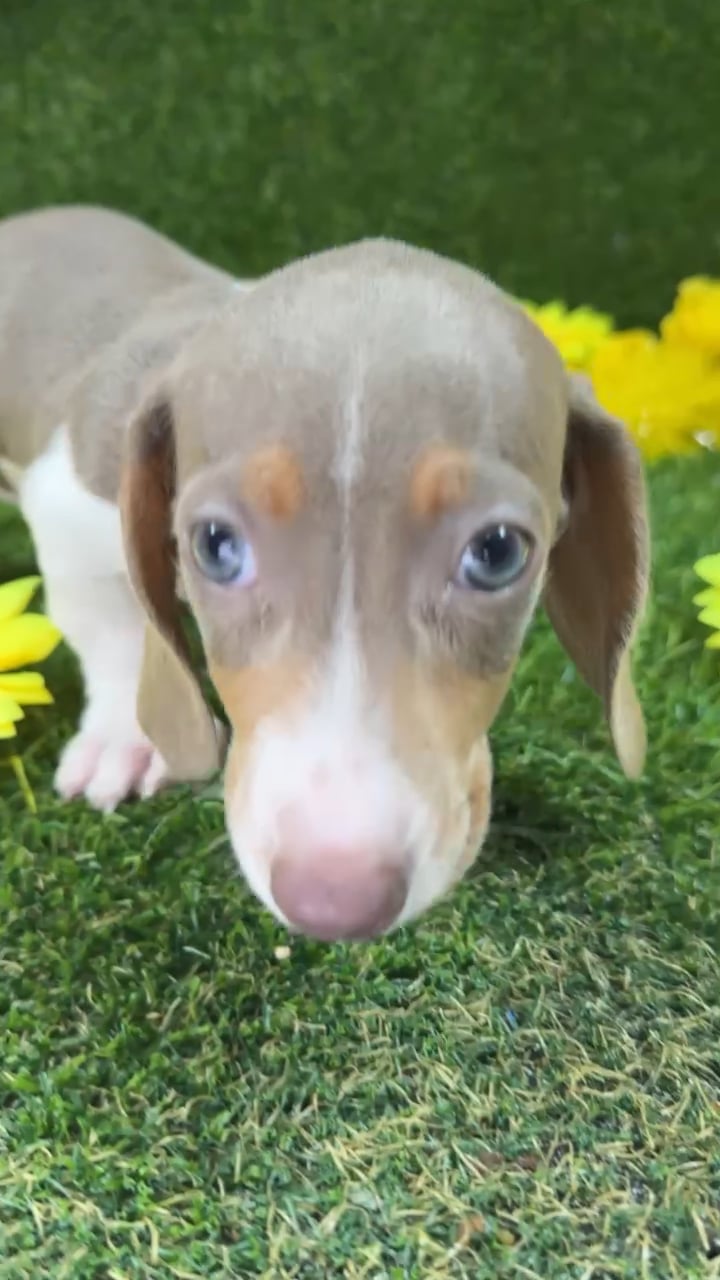 Male Dachshund puppy named Henry for sale at Puppy Dreams - Arlington. video thumbnail
