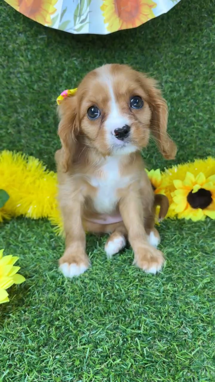Female Cavalier King Charles Spaniel puppy for sale at Puppy Dreams - Arlington. video thumbnail