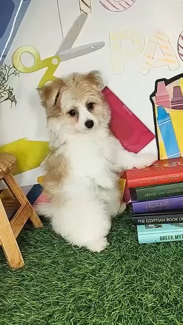 Female Pomachon puppy named *Nurse* for sale at Puppy Dreams - Mansfield. video thumbnail