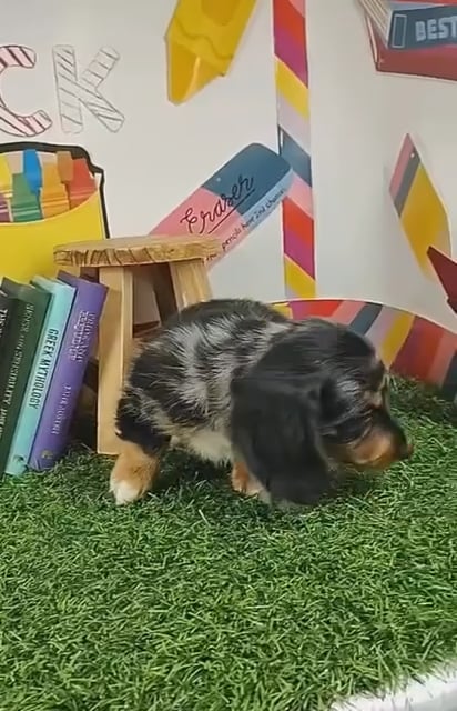 Male Dachshund puppy named *Principal* for sale at Puppy Dreams - Mansfield. video thumbnail