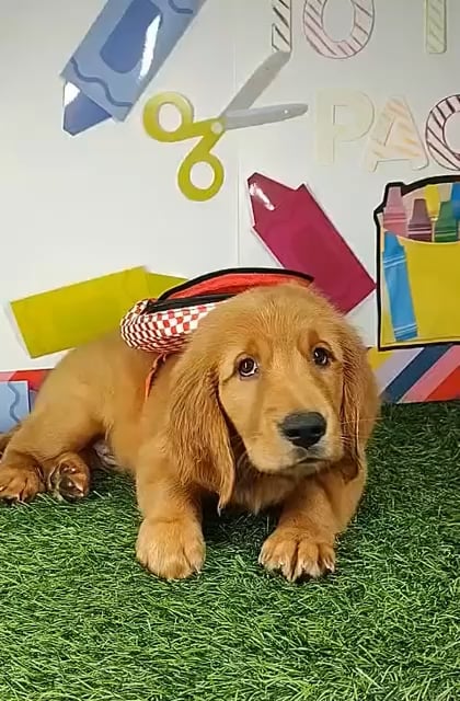 Male Golden Retriever puppy named *Superintendent* for sale at Puppy Dreams - Mansfield. video thumbnail
