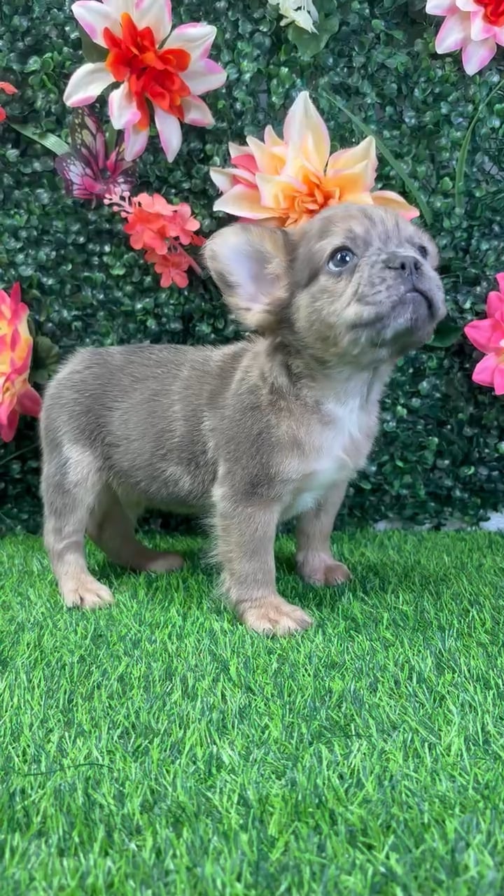 Male French Bulldog puppy named Cashew for sale at Puppy Dreams - Wichita West. video thumbnail