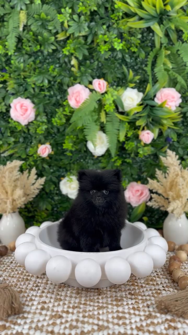 Male Pomeranian puppy named Jett for sale at Puppy Dreams - Katy. video thumbnail