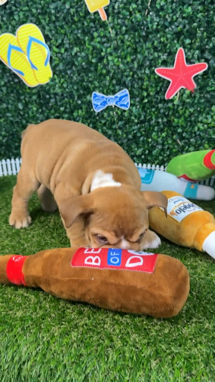 Male English Bulldog puppy named Groot for sale at Puppy Dreams - Missouri City. video thumbnail