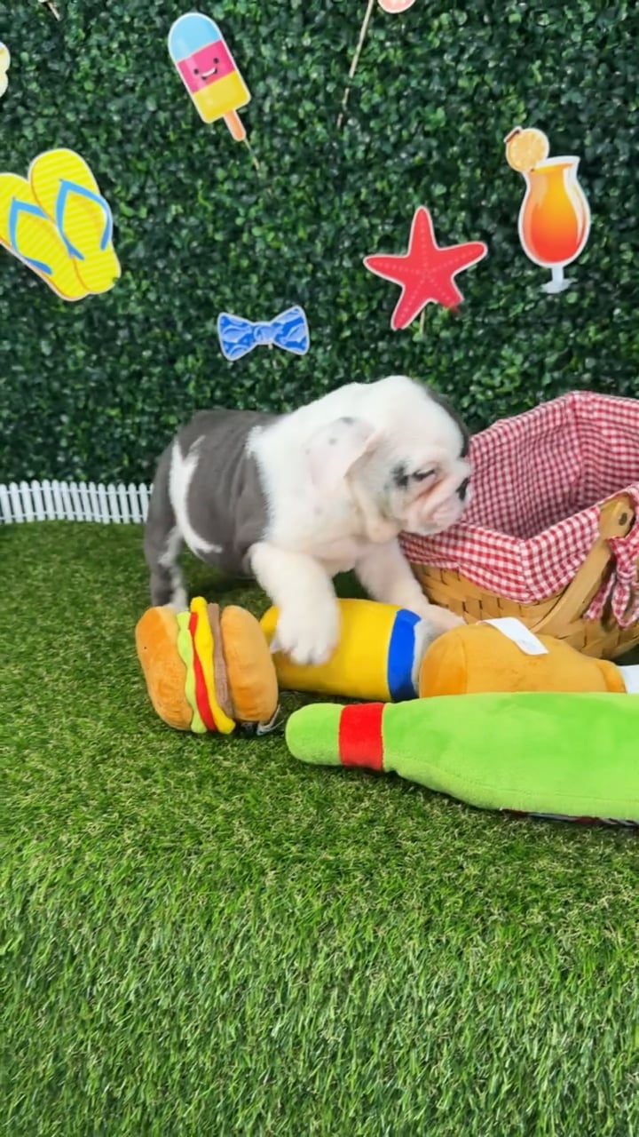 Female English Bulldog puppy named Shadow for sale at Puppy Dreams - Missouri City. video thumbnail