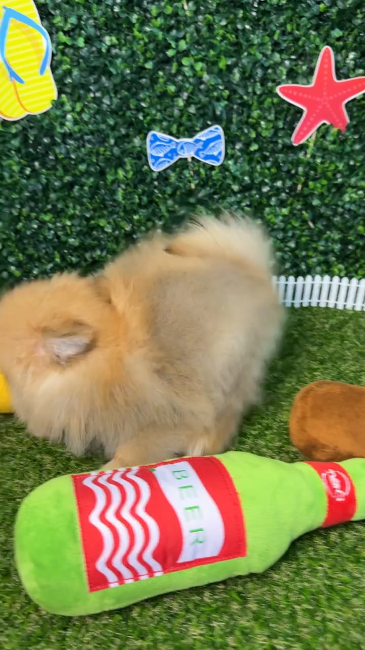 Male Pomeranian puppy named Nico for sale at Puppy Dreams - Missouri City. video thumbnail