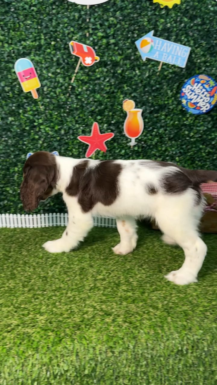 Female English Springer Spaniel puppy named Aurora for sale at Puppy Dreams - Missouri City. video thumbnail