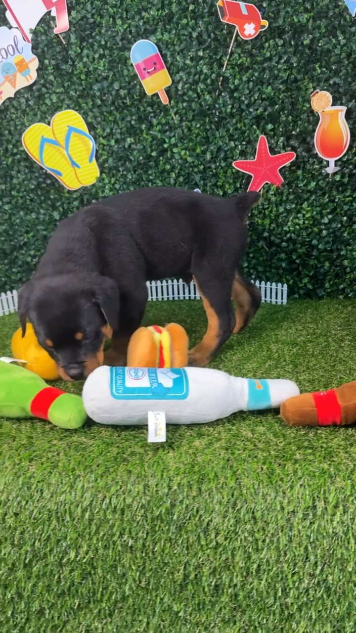 Male Rottweiler puppy named Hulk for sale at Puppy Dreams - Missouri City. video thumbnail