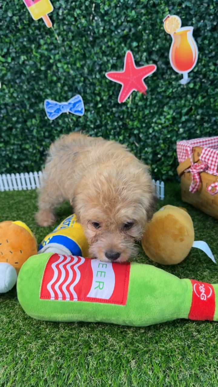 Male Yochon puppy named Bowie for sale at Puppy Dreams - Missouri City. video thumbnail
