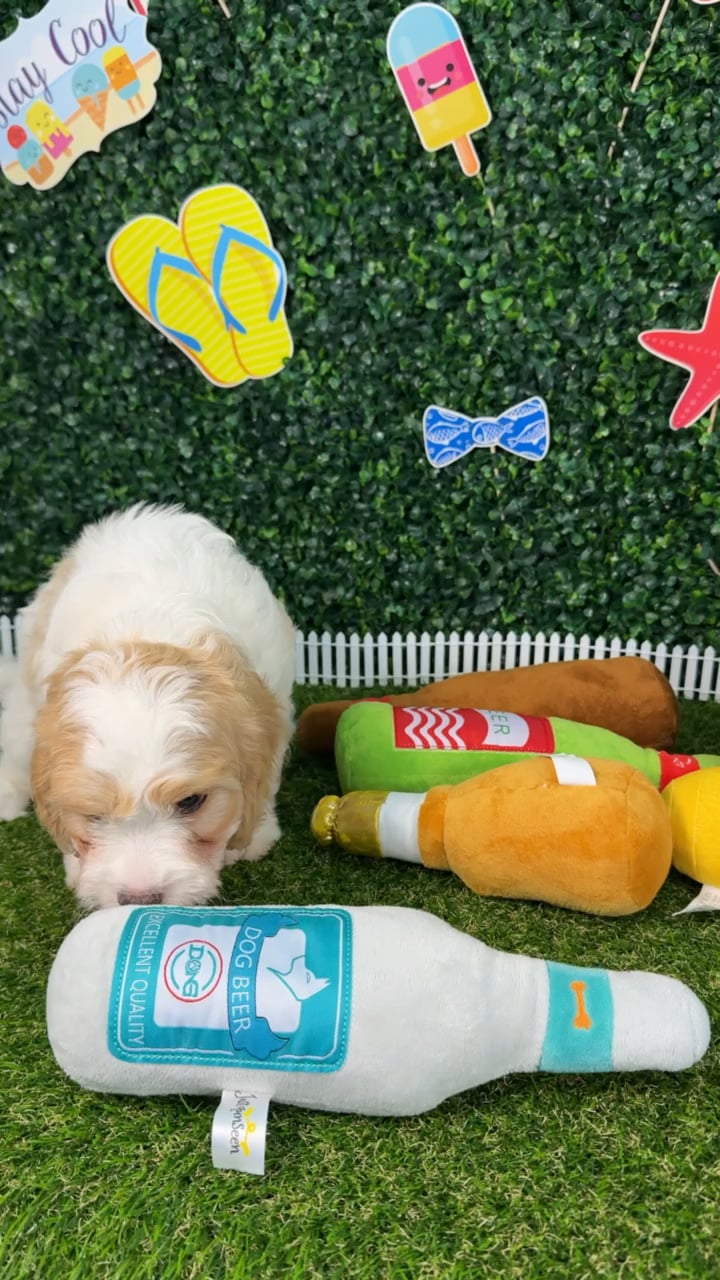 Male Cavachon puppy named Gus for sale at Puppy Dreams - Missouri City. video thumbnail